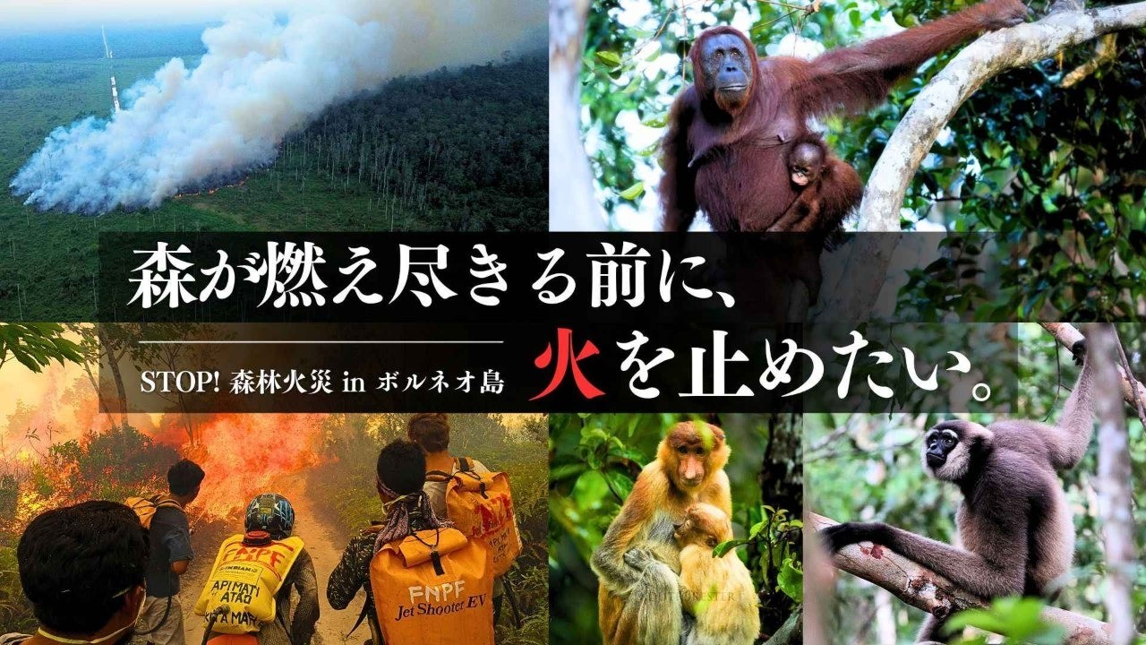 【10/31締切】森が燃え尽きる前に、火を止めたい。 STOP！森林火災 in インドネシア・ボルネオ島